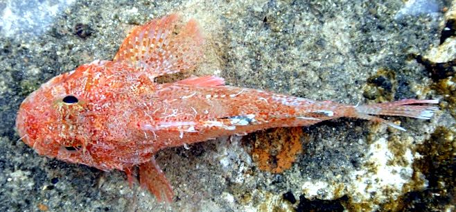 Scorpaena loppei_05.jpg